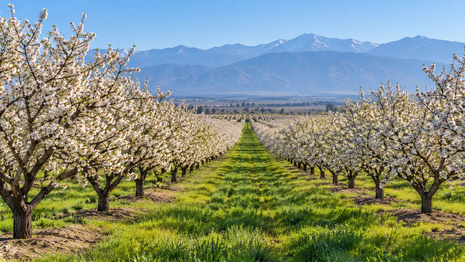 An almond orchard in white bloom, rows running toward the snow-topped Sierra Nevada